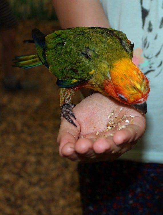 Gold capped conure (Aratinga auricapillus) reaching for food in human hand. | Guide to types of conures