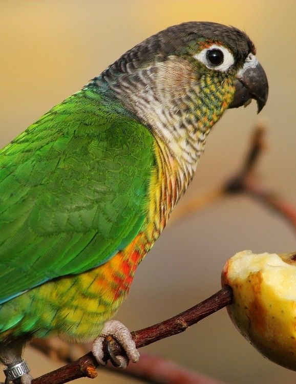 Green cheeked conure (Pyrrhura molinae) perched on a thin branch that also skewers a piece of apple.