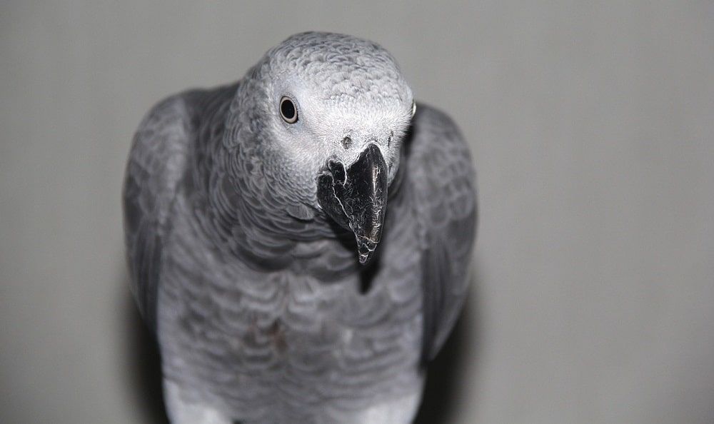 African grey parrot.