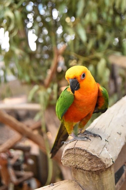 Jenday conure (Aratinga jandaya) sat on a wooden fence structure. | Guide to types of conures