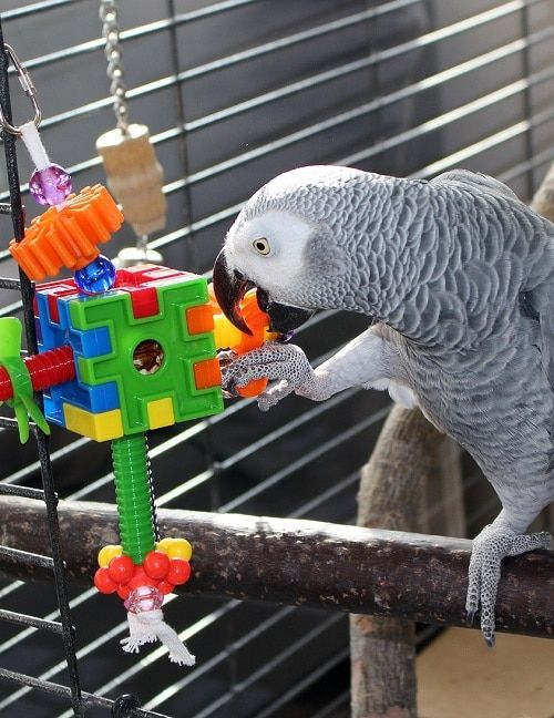 African grey parrot (Psittacus) perched in cage playing with foraging toy.