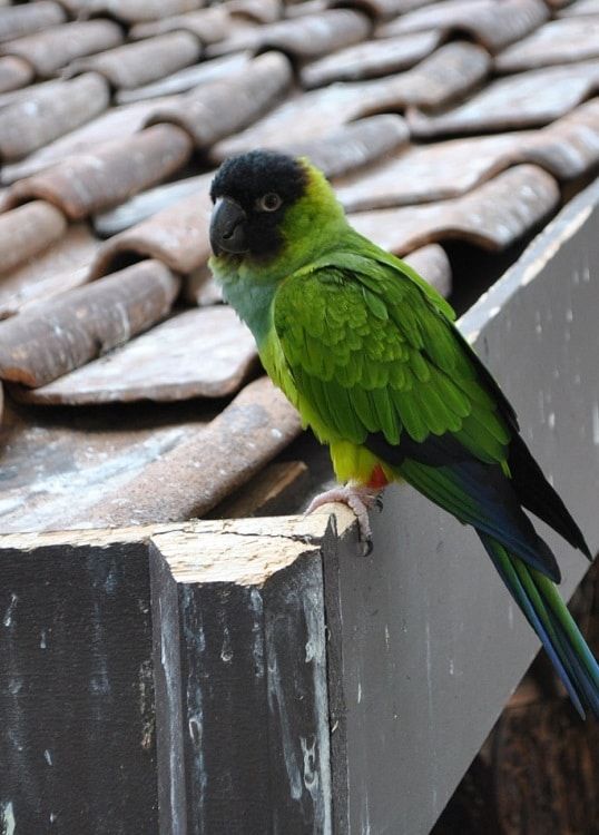 Nanday conure (Aratinga nenday) sat on a rooftop. | Guide to types of conures