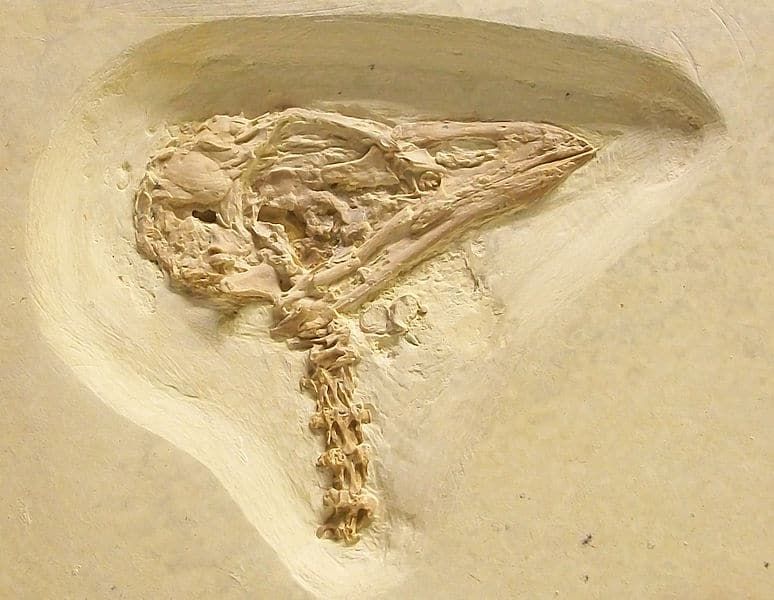 Fossilized bird skeleton