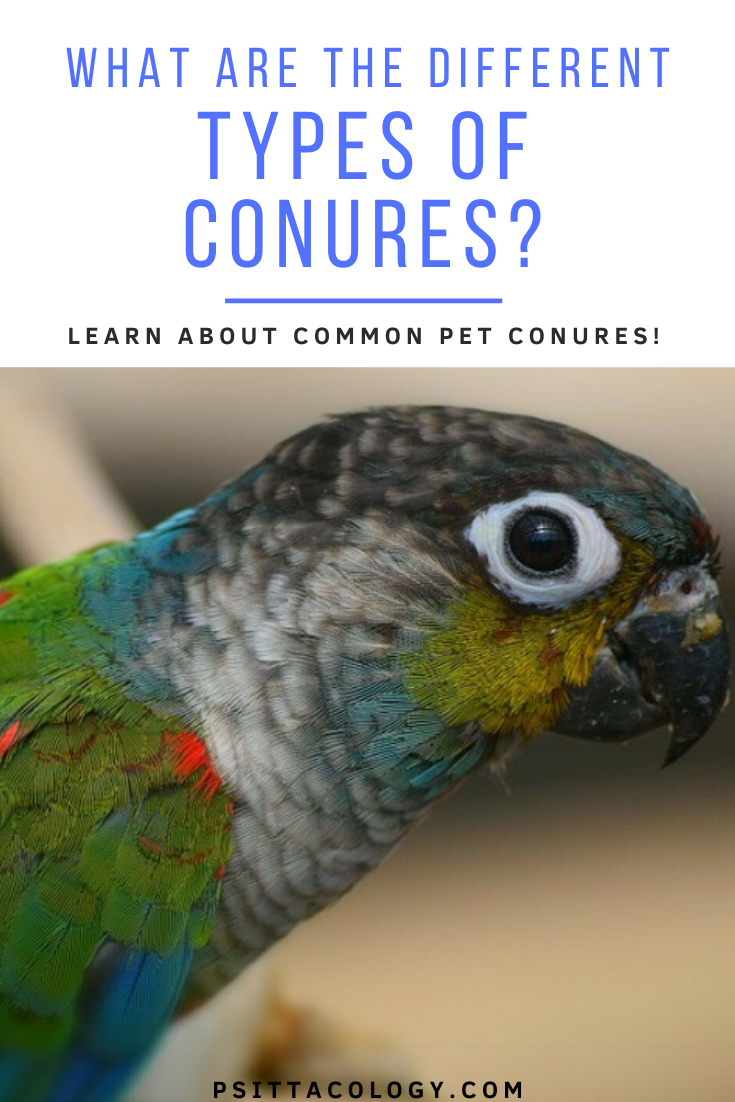 Colorful conure parakeet | List of types of conures