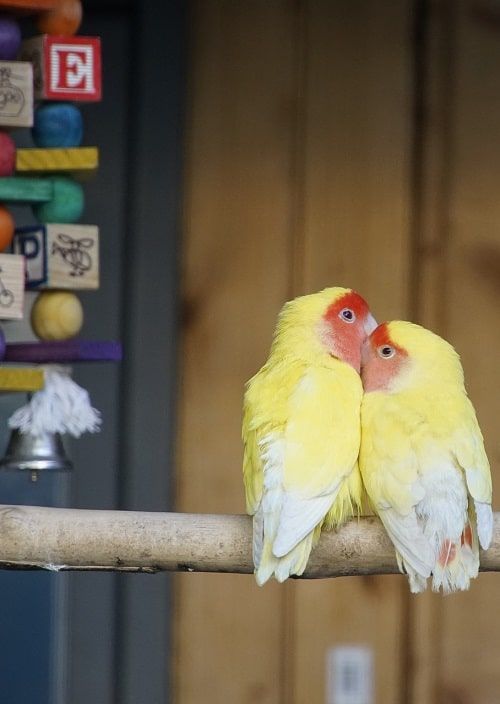 Two yellow lovebirds with red faces cuddling on branch. | Guide to what parrots talk