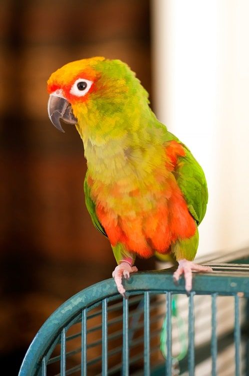 Orange and green conure parrot sitting on cage. | Where do parrots live?