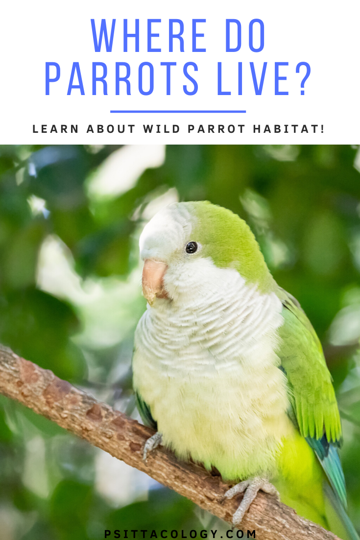 Quaker parrot perched on branch with blurred leaf background | Where do parrots live?