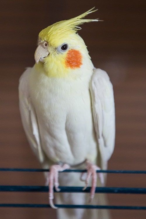 Yellow cockatiel sitting on cage wires against brown background.