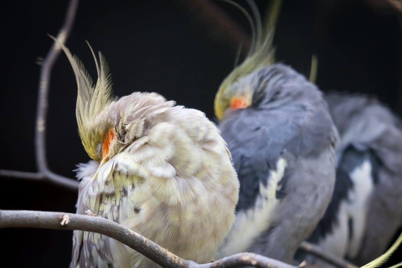 Three cockatiels in a row sleeping on a branch with heads tucked into feathers.