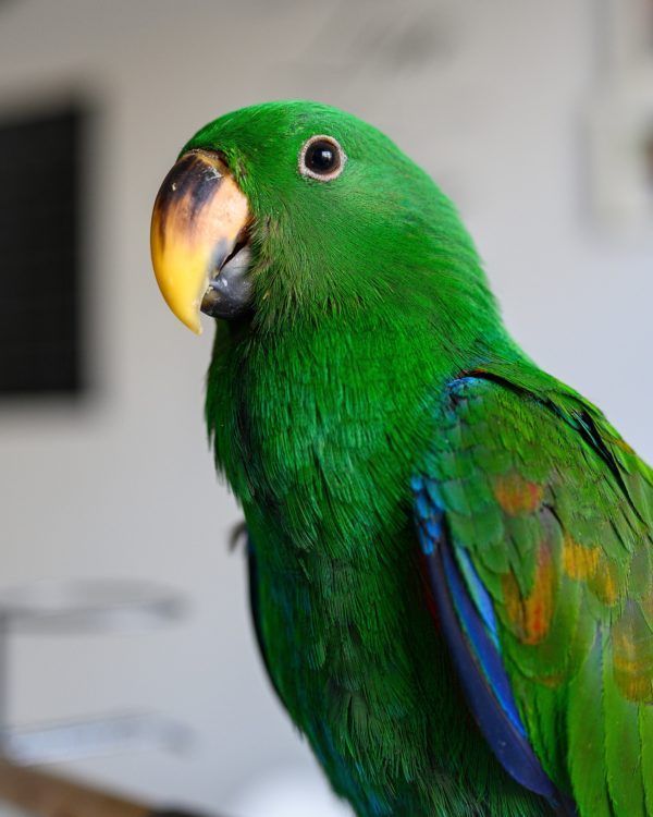 Green (male) Eclectus parrot. 