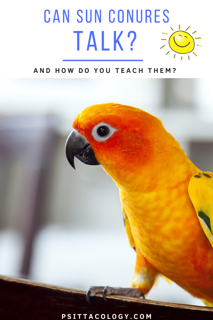 Bright sun conure parrot (Aratinga solstitialis) | Guide to sun conures and talking: can sun conures talk?