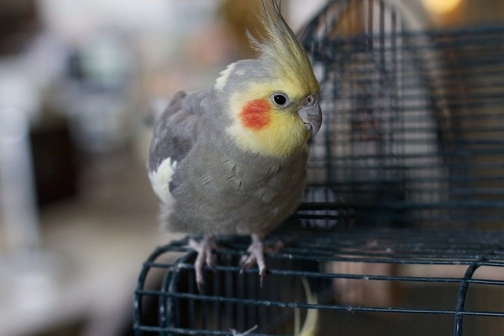 Grey cockatiel parrot with yellow face sat on cage.
