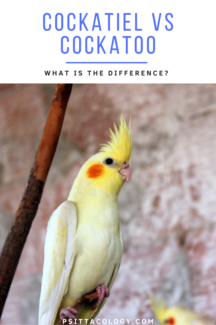 Yellow cockatiel parrot | Guide to the differences and similarities between cockatiel vs cockatoo.