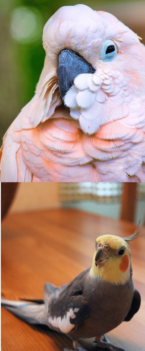 Comparison image between a cockatoo vs cockatiel. | Guide to the differences and similarities between cockatiel vs cockatoo.