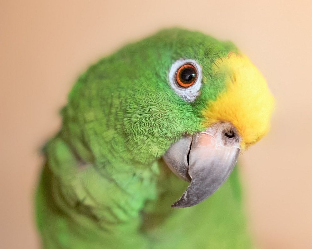 Close up of curious yellow-fronted Amazon parrot