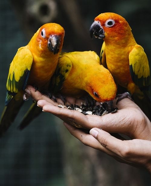Three sun conures perched on hand feeding on sunflower seeds. 