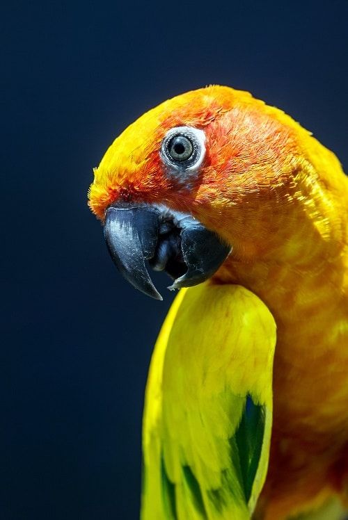 Close-up of sun conure with beak open in sunny weather.