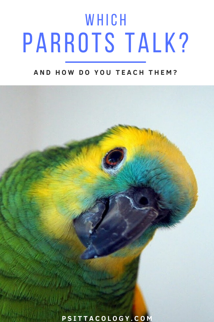 Curious Amazon parrot with tilted head | Guide to what parrots talk