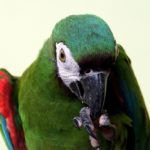 Green Macaw parrot touching its beak with its foot.