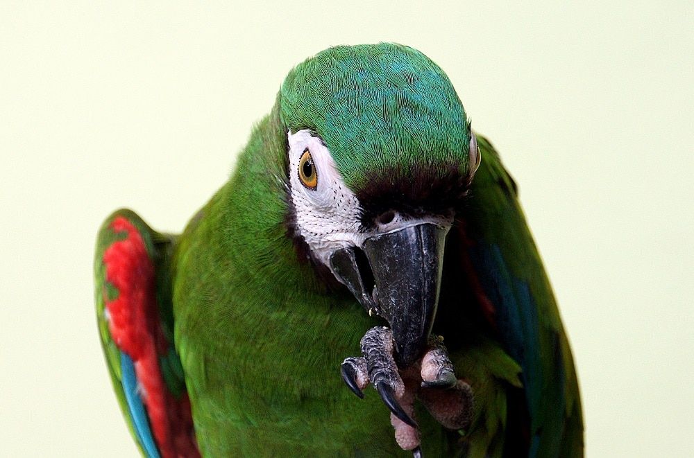 Green Macaw parrot touching its beak with its foot.