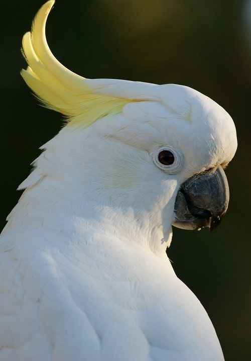 Close-up of a sulphur-crested cockatoo.