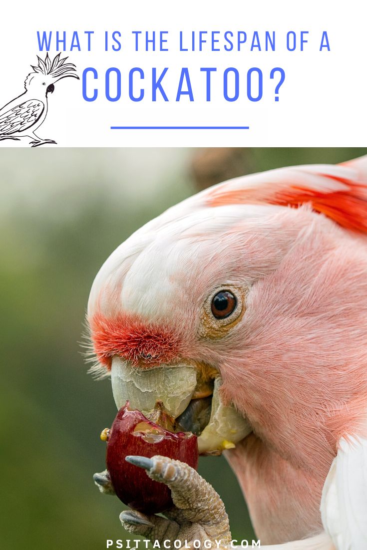 Major Mitchell's cockatoo eating a grape. | Guide to the lifespan of a cockatoo