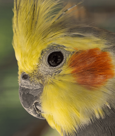 Close-up of male cockatiel parrot with yellow face.