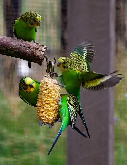 Four green budgie parrots in aviary environment eating an ear of corn. | Guide on what parakeets eat