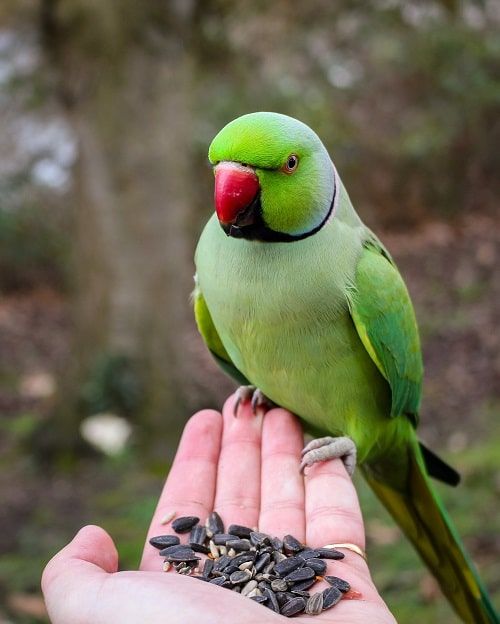 Green Indian ringneck parakeet sitting on human's hand filled with sunflower seeds. | Guide on what parakeets eat