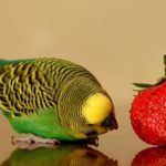Wild color budgie parakeet on reflective surface inspecting a large strawberry.