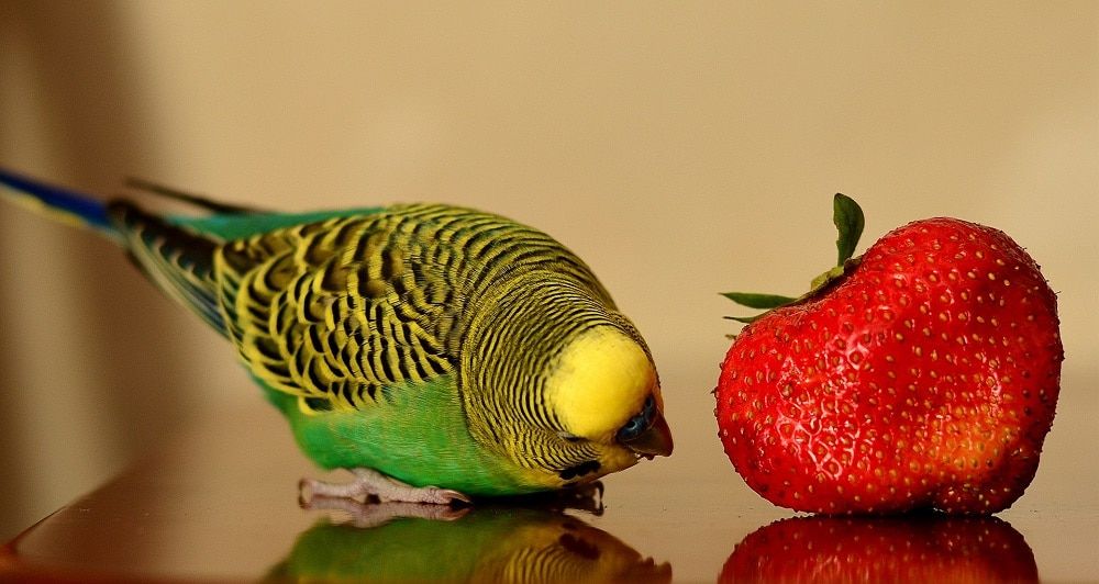 Wild color budgie parakeet on reflective surface inspecting a large strawberry.