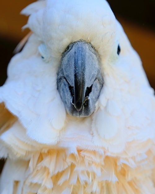 Front-facing close-up of a Moluccan cockatoo.