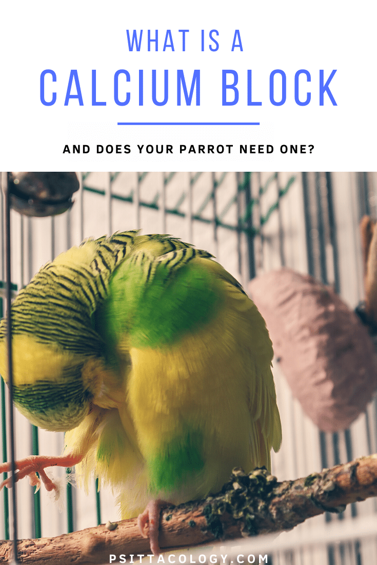 Yellow and green pied budgerigar parrot cleaning itself in its cage | Guide to calcium blocks for parrots