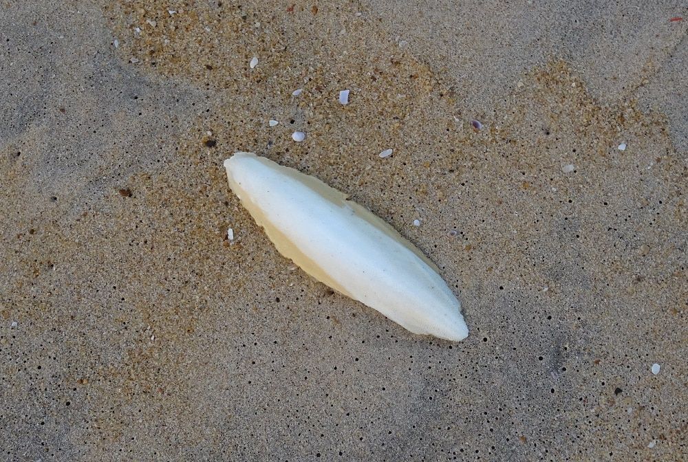 El caparazón interno de una sepia, aparecido en la playa.
