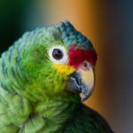 Close-up of green parrot with red and yellow face.