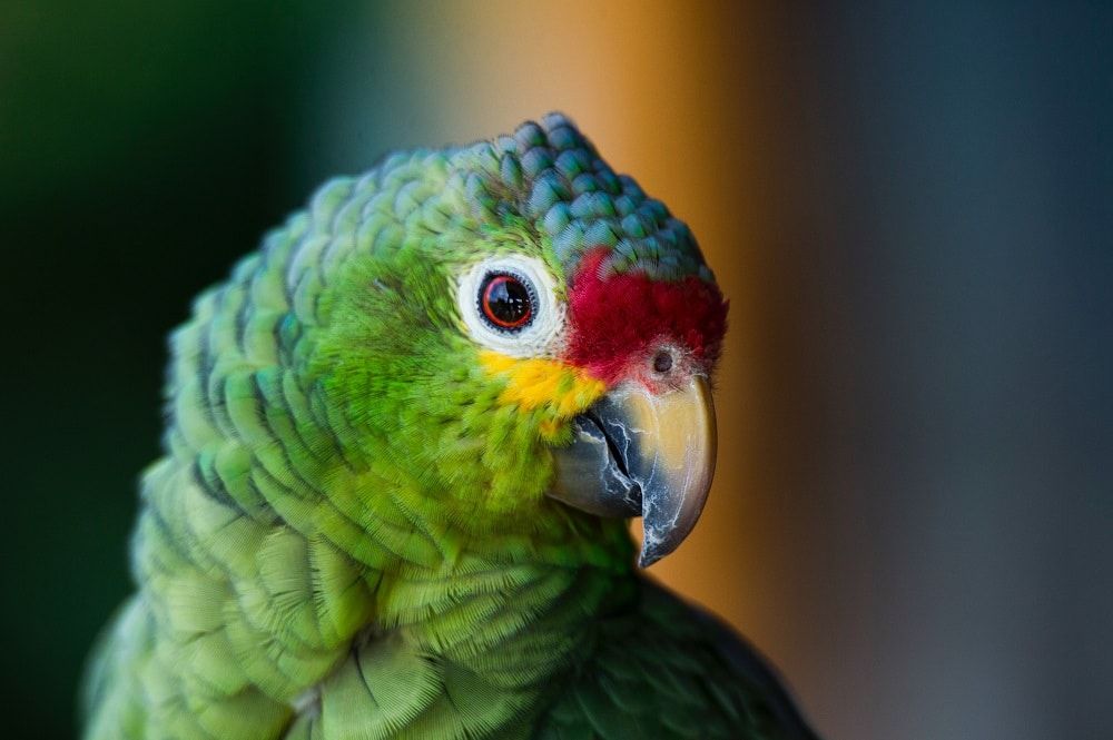 Close-up of green parrot with red and yellow face.