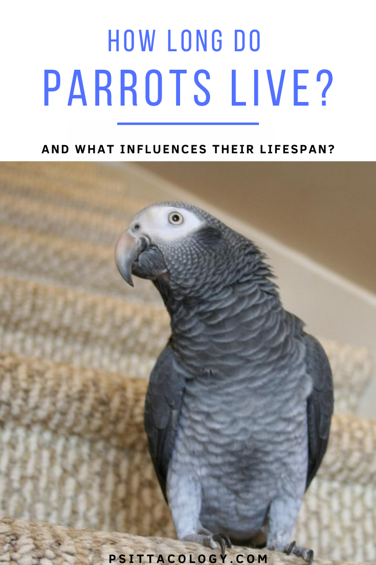 African grey parrot sitting on stairs steps. | How long do parrots live? All about parrot lifespan.