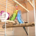 Green and blue budgerigars interacting in their cage | Guide to calcium blocks for parrots