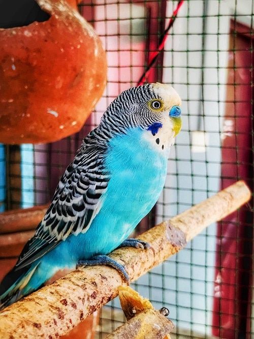 Blue male budgerigar parakeet sitting on a perch. 