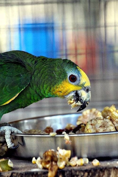 Close-up of green and yellow Amazon parrot enjoying a bowl of corn.