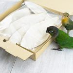Conure parrot and lovebird observing a box full of cuttlebone.