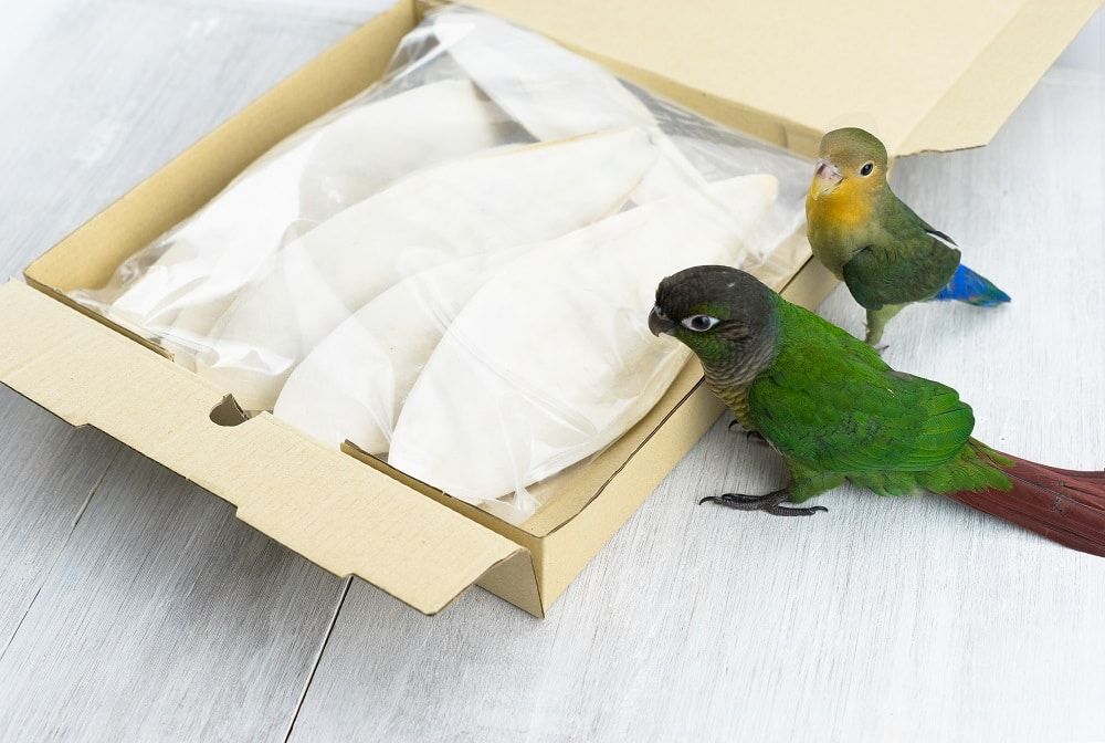 Conure parrot and lovebird observing a box full of cuttlebone.