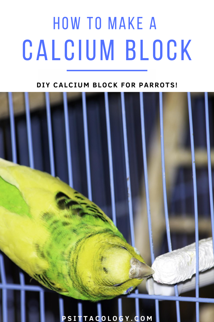Female yellow and green budgie parakeet hanging on cage bars to eat from white calcium block | Guide to making calcium blocks for parrots