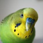 Green and yellow male parakeet stock photo
