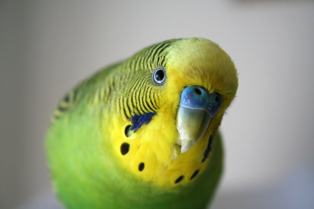 Green and yellow male parakeet stock photo