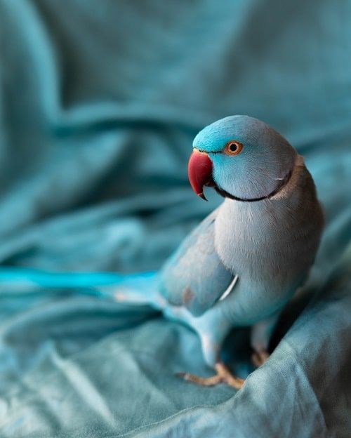 Blue Indian ringnecked parakeet standing on blue cloth material. | Guide to parakeet lifespan