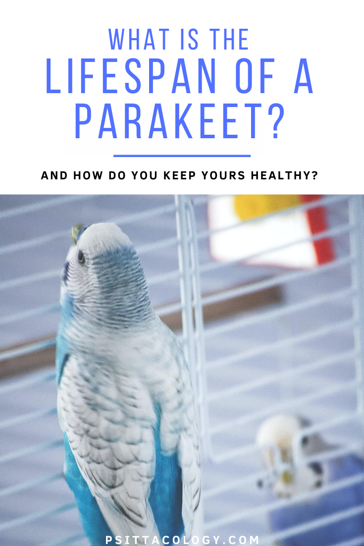 Budgie parakeet climbing white cage bars using its beak. | Guide to parakeet lifespan and what influences it