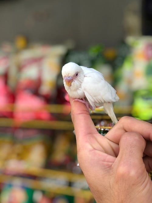 Juvenile white budgie parakeet sitting on human index finger. | Guide to parakeet lifespan