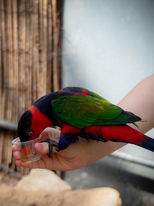 Black capped lory drinking nectar from a cup held by human hand