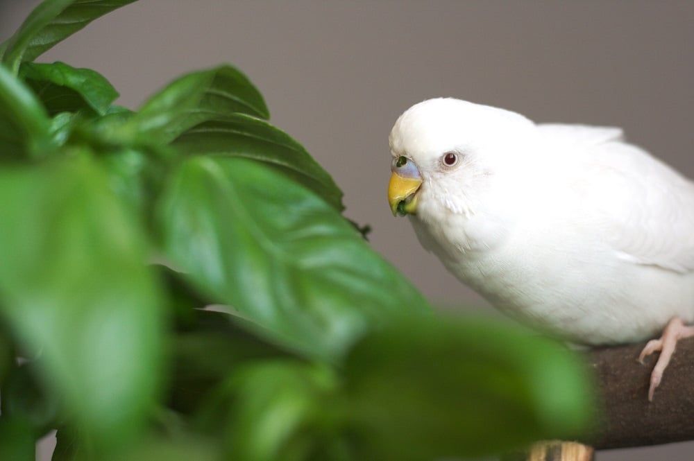 White budgerigar parakeet eating basil leaves | What do parrots eat? Guide to parrot diet